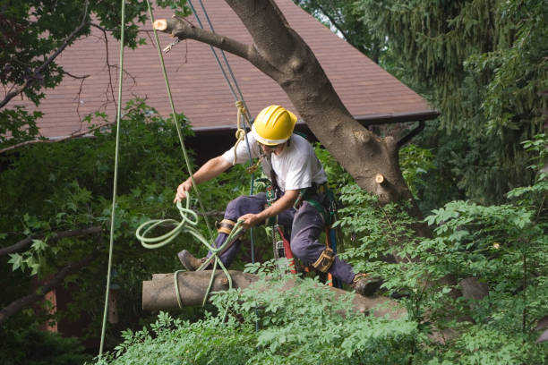 Best Tree Risk Assessment  in Brodhead, KY